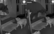 VIDEO Perrito anciano al rescate! Defiende a su duea de un oso
