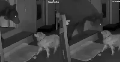 Perro se enfrenta a oso