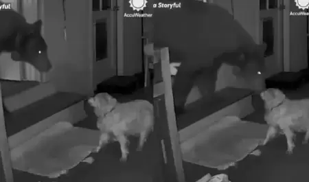 Perro se enfrenta a oso
