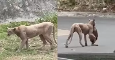 Puma en Monterrey