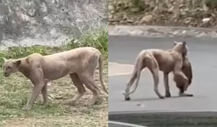 Puma en Monterrey