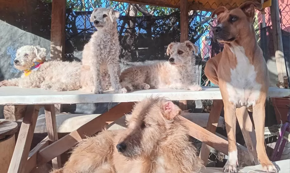 Perros callejeros