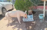 Instala bebederos para perros callejeros ante el calor extremo en Hermosillo