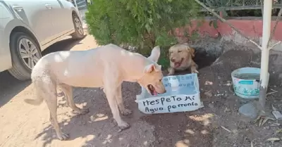 Bebederos para perros