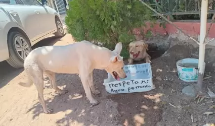 Bebederos para perros