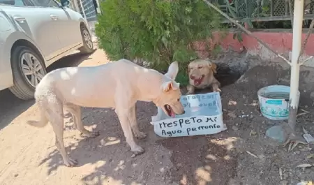 Bebederos para perros
