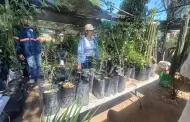 Aprovechan hermosillenses jornada de donacin de rboles nativos