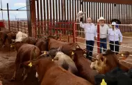 Sonora reanuda exportacin de ganado a Estados Unidos