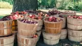 huerta, cosecha de manzana