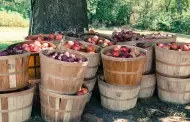 Descarta Trump amnista para trabajadores agrcolas en Estados Unidos