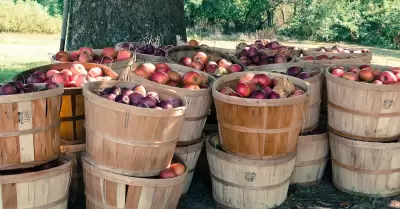 huerta, cosecha de manzana