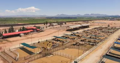 Ganado de exportación en frontera con EEUU