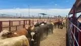 Cierre de la frontera a exportación de ganado mexicano/ gusano barrenador