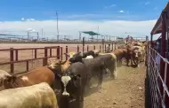 "Se estn atendiendo las preocupaciones del sector ganadero de Sonora": Sheinbaum