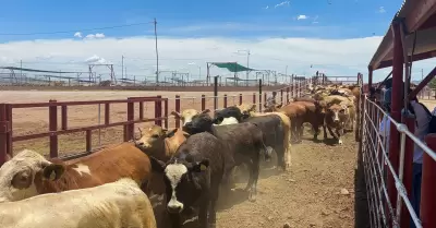 Cierre de la frontera a exportación de ganado mexicano/ gusano barrenador