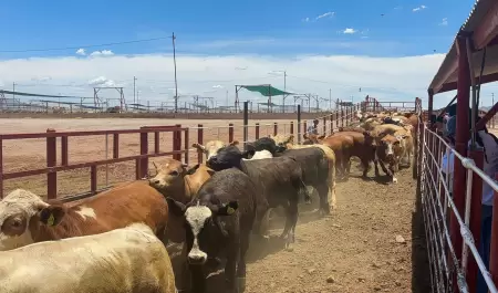 Cierre de la frontera a exportacin de ganado mexicano/ gusano barrenador