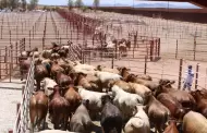 Por estatus sanitario debera permitirse a Sonora la exportacin de ganado: gobernador