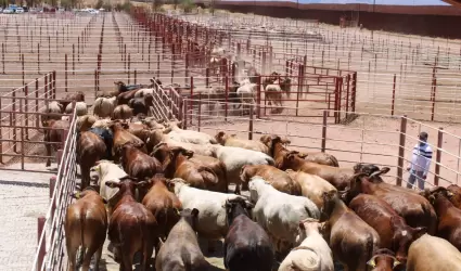 Exportacin de ganado