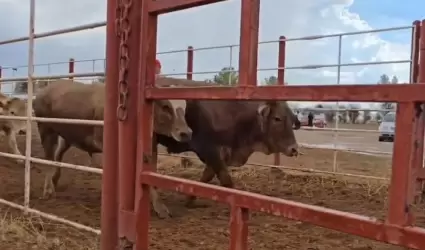 Ganado