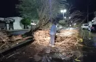 Atiende Ayuntamiento 34 reportes de afectaciones por lluvia y viento de este domingo