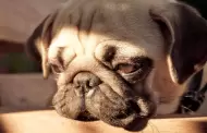 Tu perro puede detectar si tienes depresin?