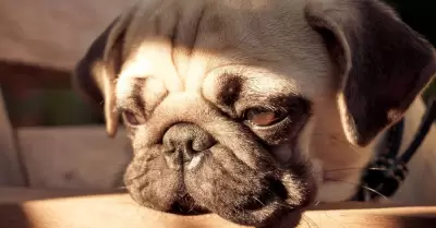 Perro