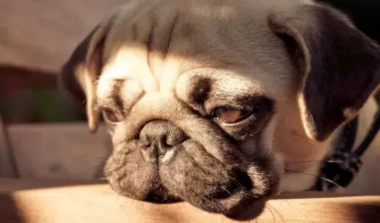 Perro