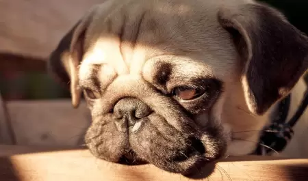 Perro