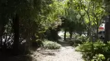 Mini bosques urbanos
