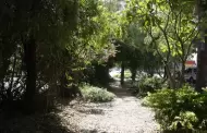 Mini bosques urbanos: solucin para reforestar Hermosillo y mejorar el ambiente