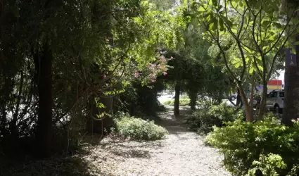 Mini bosques urbanos