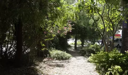 Mini bosques urbanos