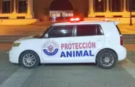 Rescate Animal pide apoyo para gastos veterinarios de perrito con desprendimiento de hocico