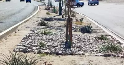 Camellón con árboles