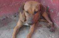 "Chilillo", perro herido por bala perdida en Hermosillo, se recupera