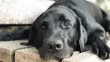 Perro negro