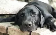 Perros negros y de raza criolla son los menos adoptados
