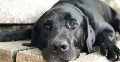 Perro negro