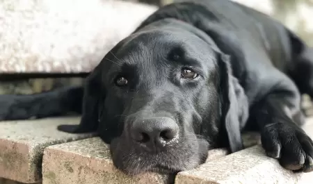 Perro negro