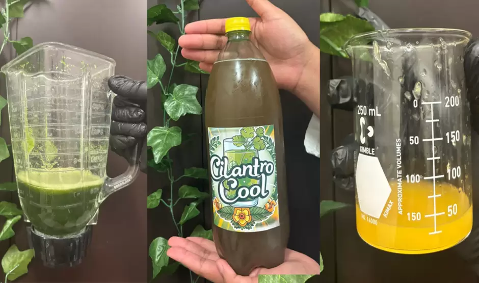 Cilantro Cool