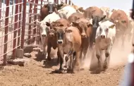 UGRS apuesta por la regionalizacin de la exportacin de ganado