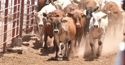 Ganado