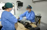 Tendr IMPBA esterilizaciones gratuitas este viernes en Centro Hbitat Los Olivos