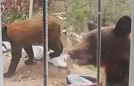 Alertan por oso en Nacozari y emiten recomendaciones para evitar incidentes
