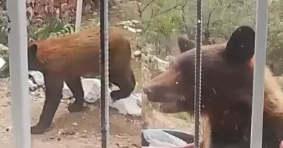 Oso en Nacozari