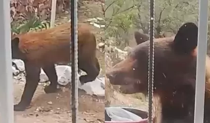 Oso en Nacozari