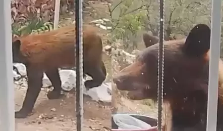Oso en Nacozari