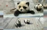 Zoolgico en China caus polmica tras pintar perritos para hacerlos pasar por pandas