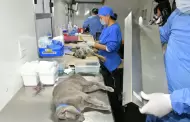 Esterilizaciones gratuitas durante agosto en Hermosillo