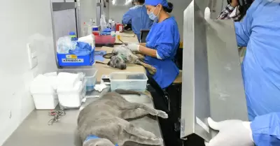Esterilizaciones gratuitas.